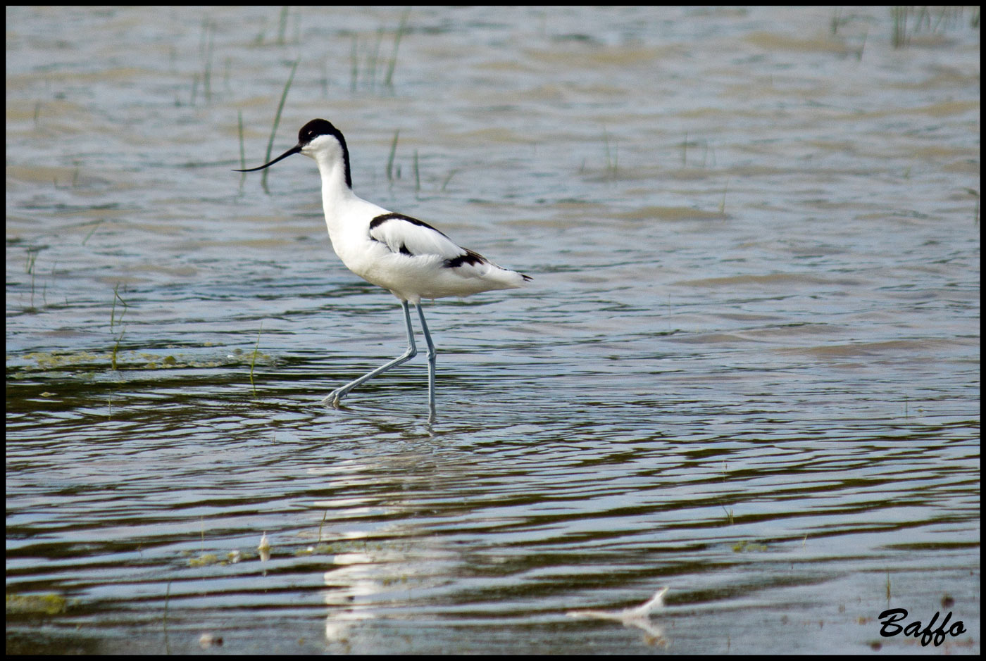 Avocetta?